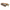 The Crystel Edge walnut